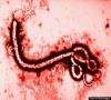 قاتل اصلی در ابولا شناسایی شد