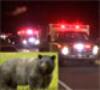 بر اثر تصادف یک خودرو با خرس دو نفر جان باختند !