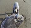 یک ماهی عظیم در ساحل کالیفرنیا کشف شد