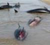 مرگ 10 دلفین در سواحل جاسک