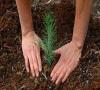 دعوت از مردم برای کاشت درخت در روز درختکاری/ تاکید بر ضرورت حفظ درختان موجود