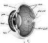 درمان نوین عروق شبکیه چشم در کشور/ ایران در جمع ۳ تولیدکننده آنزیم پلاسمین در جهان