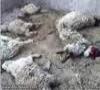 تلف و زخمي شدن 95 رأس گوسفند با حمله گرگ ها
