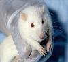 تولد نخستین ابر موش جهان/ دارو و درمان در آستانه تحول