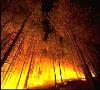 آتش سوزی در جنگل ها را جدی بگیرید