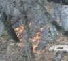 تلاش برای مهار آتش در جنگل های علی آباد کتول