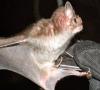 افته جدید محققان در استرالیا؛ حل مشکل فشار خون با زهر خفاش خون آشام!