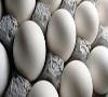 100 هزار تن تخم مرغ ، امسال مازاد بر مصرف است