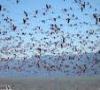 ورود پرندگان مهاجر به آبگيرهاي رشتخوار