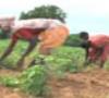 خودکشی کشاورزان هندی به علت خشکسالی