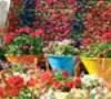 برگزاری نمایشگاه پائیزه گل و گیاه در تهران