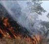 مهار آتش جنگل های داراب