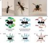 عنکبوت‌هایی که راه‌رفتن مورچه‌ها را تقلید می‌کنند