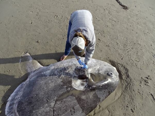 یک گونه نادر از خورشید ماهی عظیم در سواحل کالیفرنیا کشف شده است. این آبزی بیشتر در نیم کره جنوبی زمین زندگی می کند.