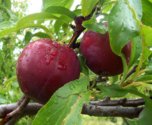 باغدار فیروزکوهی روی درخت آلوچه 18 نوع میوه را پیوند زده که هم اکنون 16نوع آن شکوفه داده است.