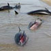 لاشه 10 دلفین در سواحل جاسک مشاهده شد