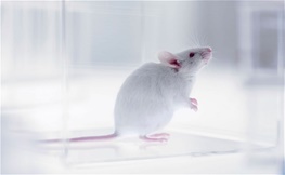 پژوهشگران انگلیسی با تزریق سلول‌های مغز انسان به بچه‌موش‌ها به گونه جدیدی از ابرموش‌ها دست یافته‌اند که هوش و حافظه آنها چهار برابر موش‌های معمولی است.