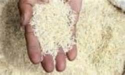دولت باید راهبرد حمایت از تولید و پویایی بخش خصوصی را برای خودکفایی برنج در دستور کار خود قرار دهد. در غیر این صورت بازار سیاه برنج پر رونق خواهد شد