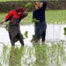 نایب رییس انجمن برنج ایران با تکذیب هر گونه خسارت در شالیزارهای شمال کشور گفت: بارندگی های اخیر فقط هزینه برداشت برنج را افزایش داده است اما کیفیت و مقدار محصول در مقایسه با سال گذشته رشد نشان می دهد.
