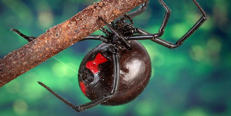 انسان ها باید به دلایل مختلفی از عنکبوت های بیوه سیاه دوری کنند که یکی از مهمترین دلایل این امر حبس شدن ادرار انسان در صورت گزیده شدن توسط این حشره است.