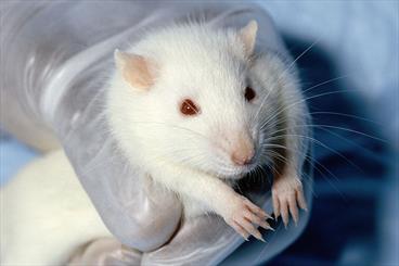 دانشمندان با استفاده از مهندسی ژنتیک نخستین ابر موش جهان را تولید کردند ؛ پیشرفتی که می تواند درمان و داروسازی را متحول کند.