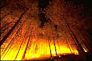 در فصل گرما و به همراه خشك شدن بدنه درختان و جنگل ها اخبار زیادی مبنی بر گسترش آتش سوزی در این مناطق از گوشه و كنار جهان شنیده می شود، اما بررسی ها نشان می دهد در این حوادث تاثر برانگیز، طبیعت تنها عامل ۵ درصد این آتش سوزی هاست و كارشناسان معتقدند عو