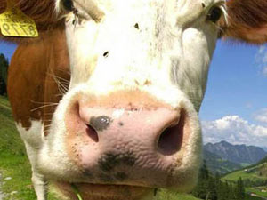 	سه گاو كه از دست ماموران كشتارگاهی در اتریش گریخته بودند، به داخل استخر پر از آب سقوط كردند.