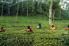 نرخ خرید تضمینی برگ سبز چای درجه دو ، 10 درصد افزایش یافت. 
