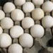 مدیر عامل اتحادیه مرغداران میهن با اشاره به تعادل قیمت تخم مرغ در بازار گفت: قیمت ها افزایش نمی یابد