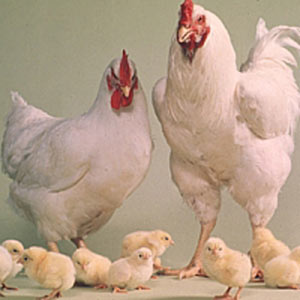 گروه بازرگاني- رييس هيات‌مديره اتحاديه مرغداران گوشتي كشور با بيان اينكه هنوز مجوز صادرات مرغ صادر نشده است،‌ گفت: امسال يك ميليون و 700 هزار تن گوشت مرغ در كشور توليد مي‌شود كه حدود 10 درصد آن مازاد مصرف كشورمان بوده و قابليت صادرات دارد.