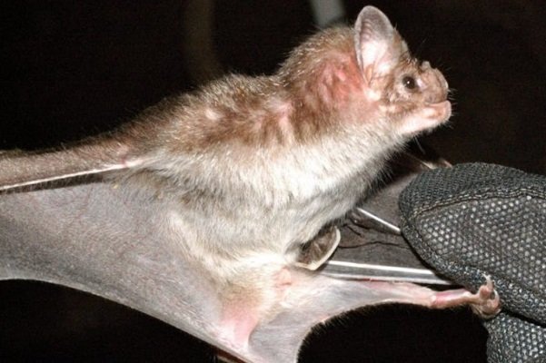 محققان دانشگاه کوینزلند استرالیا از شناسایی پپتیدهای جدیدی در سم خفاش های خون آشام خبر داده اند که از آنها می توان برای تولید نوع جدیدی از داروهای ضدفشار خون استفاده کرد.