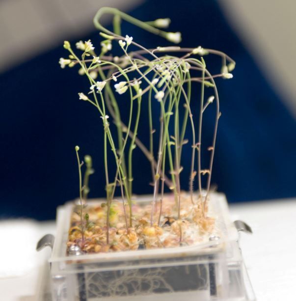 گروهی از محققان ناسا در تلاشند تا یک گیاه فلفل تند را به فضا ارسال کنند، این اولین بار است که آمریکا یک گیاه دارای محصول را در ایستگاه فضایی بین‌المللی کشت و محصول آن را برداشت می‌کند.