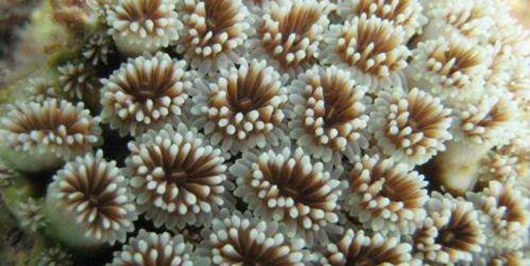 محققان دریافتند که یک سوم صخره‌های مرجانی گوام بر اثر گرمای اقیانوسی از بین رفته‌اند.