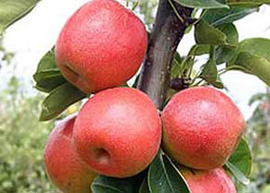 رسانه های نیوزیلند یک نوع میوه جدید که ترکیبی از سیب و گلابی است را با پیشینه شرقی به دنیا معرفی کردند.