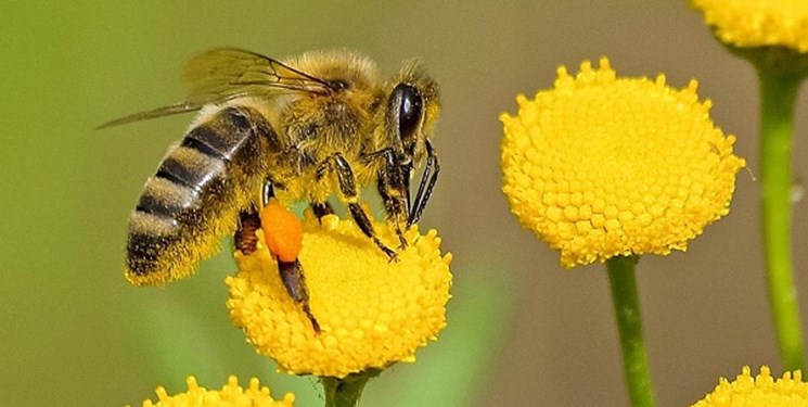 محققان از شناسایی یک توانایی منحصر به فرد در زنبورهای عسل خبر داده و می گویند آنها می‌توانند مانند انسان‌ها نمادها را به اعداد مرتبط و متصل سازند.