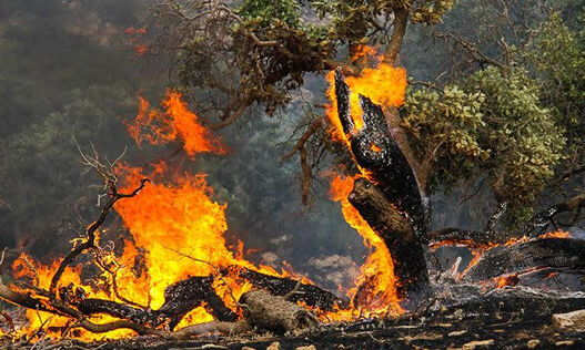 رییس سازمان جنگلها، مراتع و آبخیزداری کشور گفت: از ابتدای سال جاری تاکنون حدود چهار هزار و ۶۰۰ هکتار مراتع و جنگل های سطح کشور آتش گرفت که بالای ۳۰۰ هکتار آن مربوط به مراتع بود و عوامل انسانی بیشترین نقش را برعهده داشت.