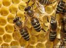 بیست و پنج درصد زنبورهای عسل در امریکا در دو سال اخیر از بین رفته اند. شبکه تلویزیونی یورونیوز گزارش داد: مساله جهان بدون زنبور عسل باعث نگرانی هایی شده است.