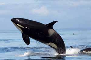	معاون محیط زیست دریایی سازمان حفاظت محیط زیست با اشاره به مرگ دو نهنگ در آبهای خلیج فارس در بوشهر گفت: علت مرگ این دو پستاندار با وجود بررسیهای انجام شده هنوز مشخص نشده است.