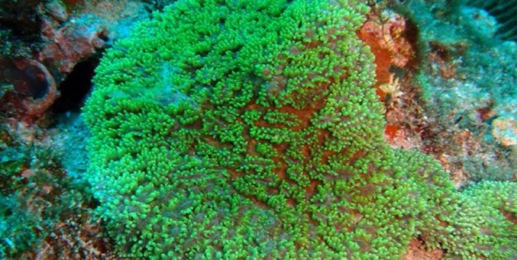 در تحقیقات میدانی که توسط پژوهشگران حوزه علوم دریایی، دو گونه نادر مرجان سخت در محدوده ‏سمبارون مابین جزایر کیش و هندورابی مشاهده شده است.‏