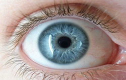 محققان دانشگاه های فلوریدا، کورنل، هاروارد و MIT موفق به ابداع ایمپلنتی شبکیه یی برای چشم شده اند که می تواند امیدهای تازه ای را برای بازیابی بینایی افرای که بنا بر بیماری های خاص یا آسیب نابینا شده اند به ارمغان بیاورد.