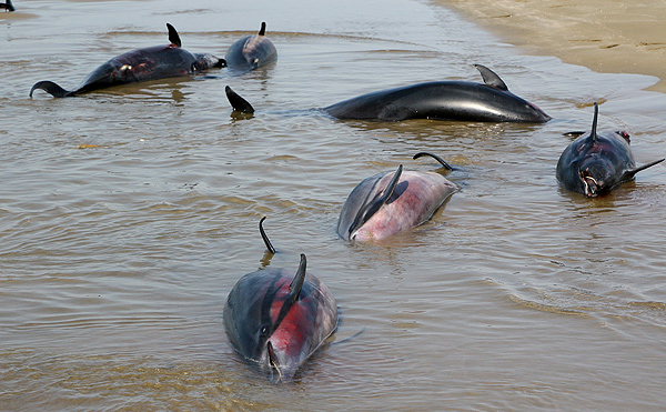به گل نشستن دلفین ها بر اثر جزر و مد دریا ، علت مرگ دلفین ها در خور مرکزی شهرستان جاسک اعلام شد.
