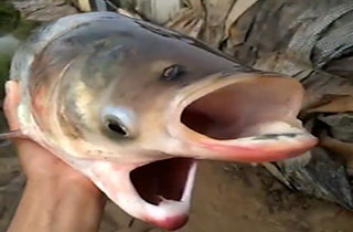 یک ماهی با شکلی بسیار عجیب توسط یک ماهی‌گیر صید شد.